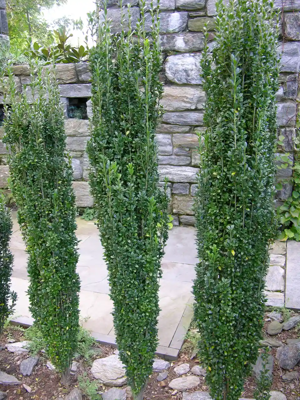 Holly (Ilex crenata)