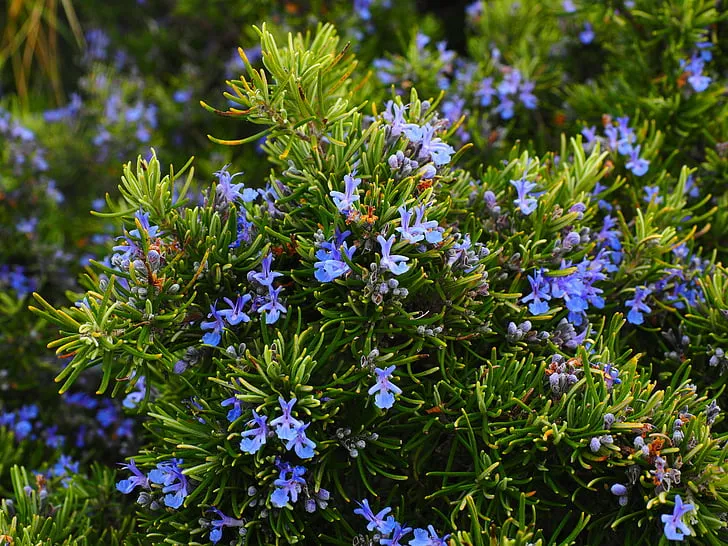 Rosemary (Rosmarinus officinalis)