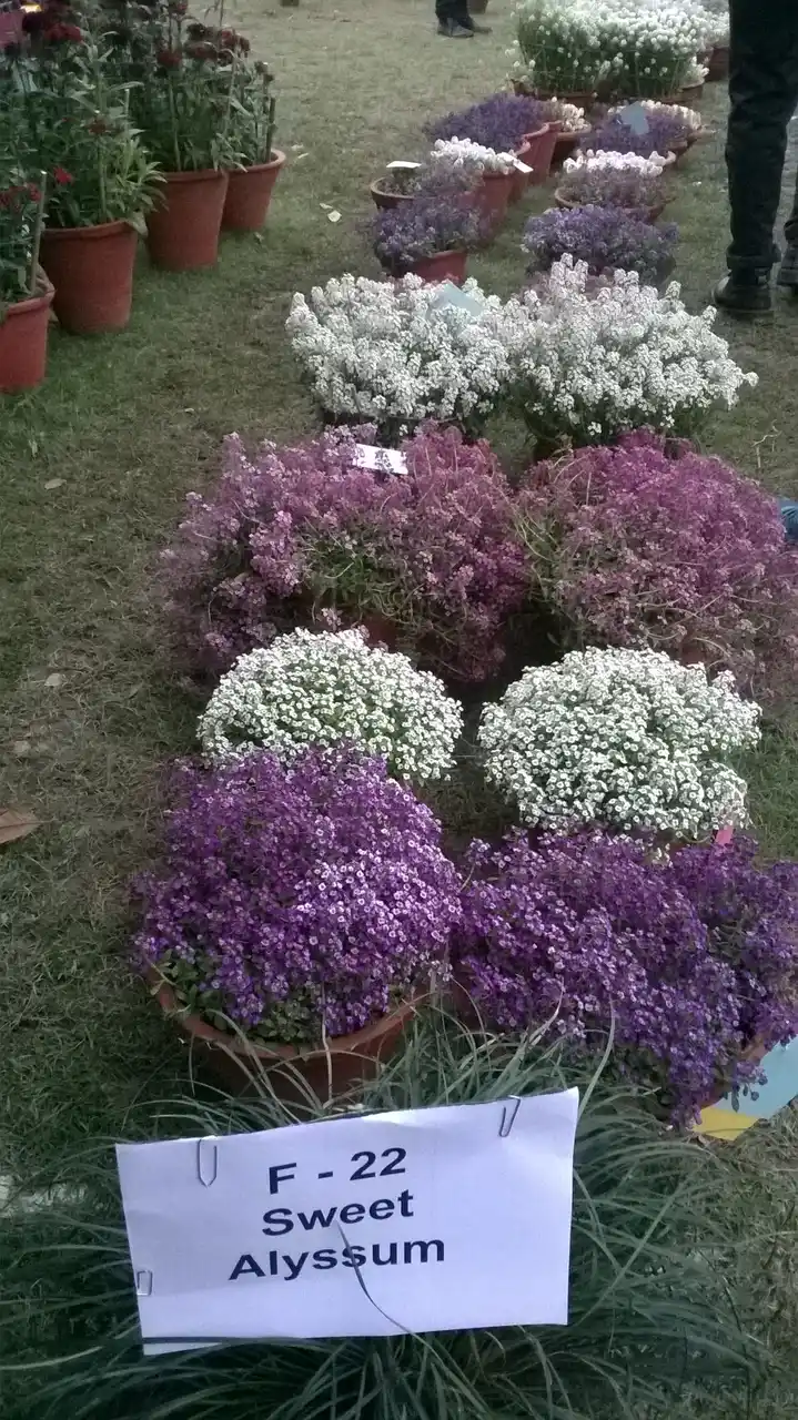 Sweet Alyssum