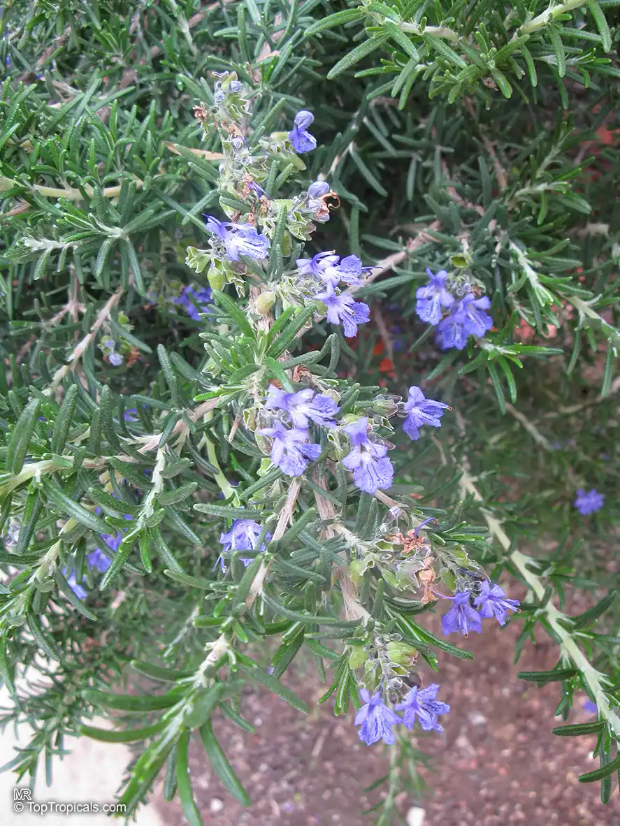 Rosemary