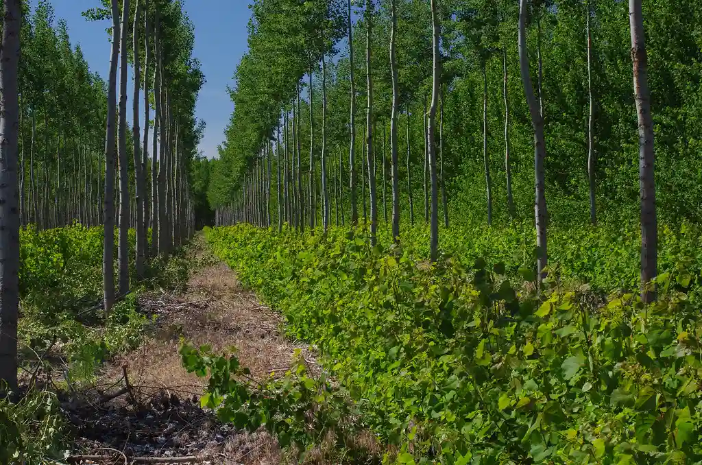 Hybrid Poplar