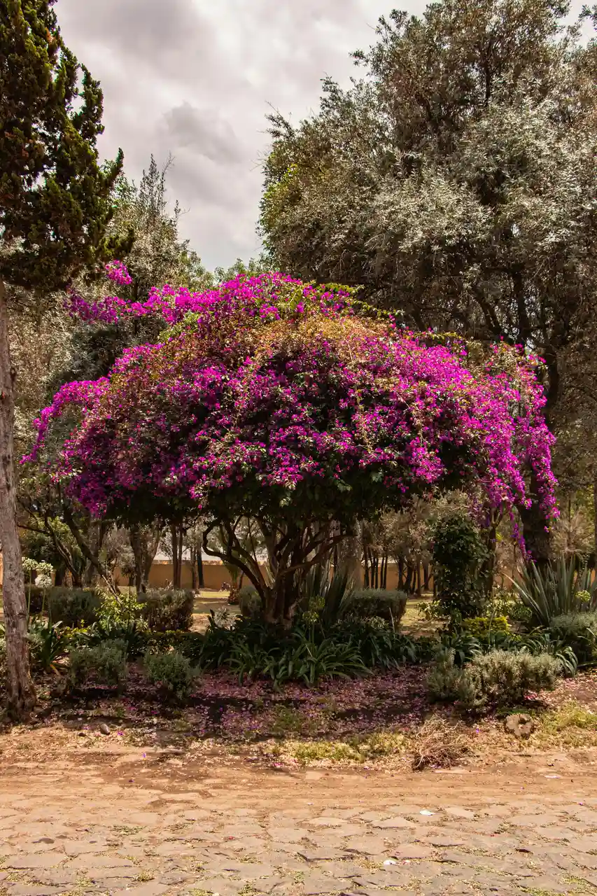 Bougainvillea