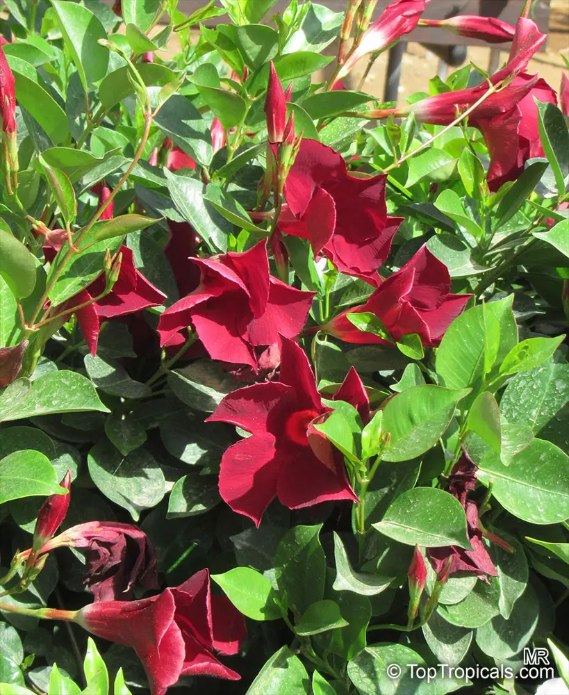 Mandevilla