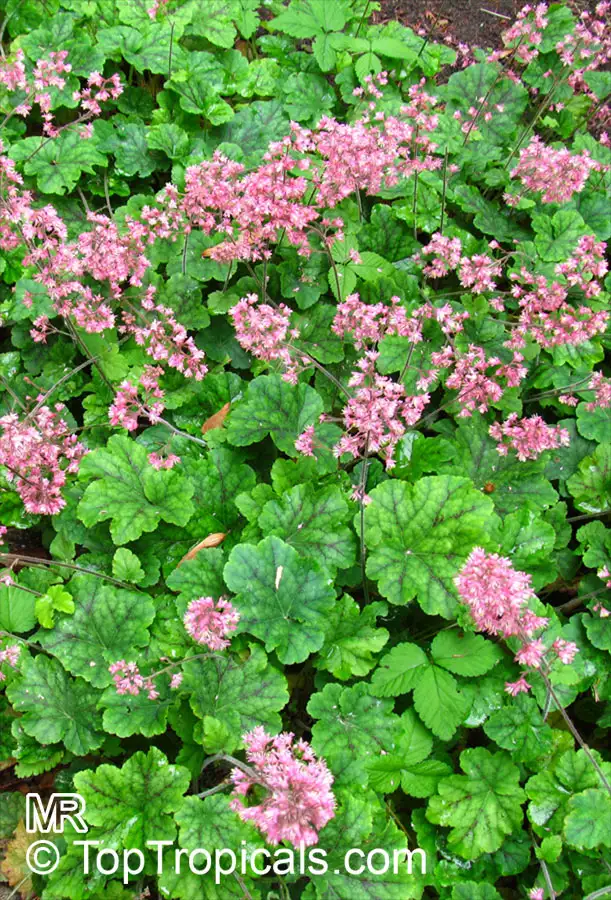 Coral Bells
