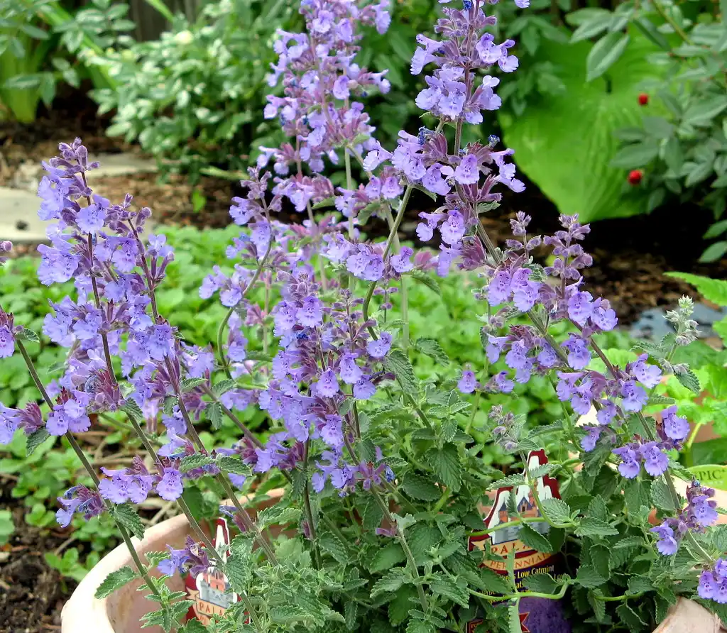 Catmint