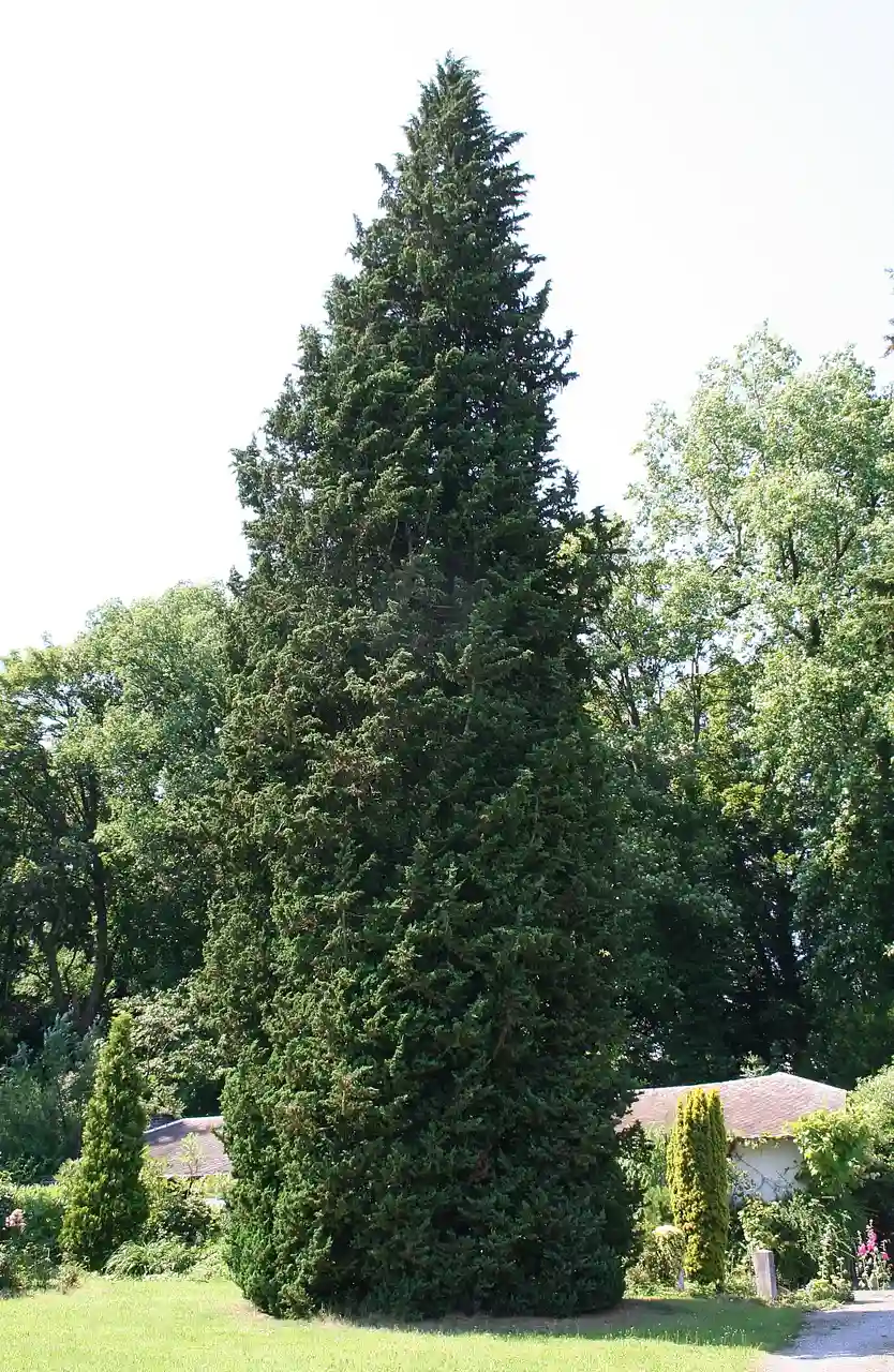 Green Giant Arborvitae