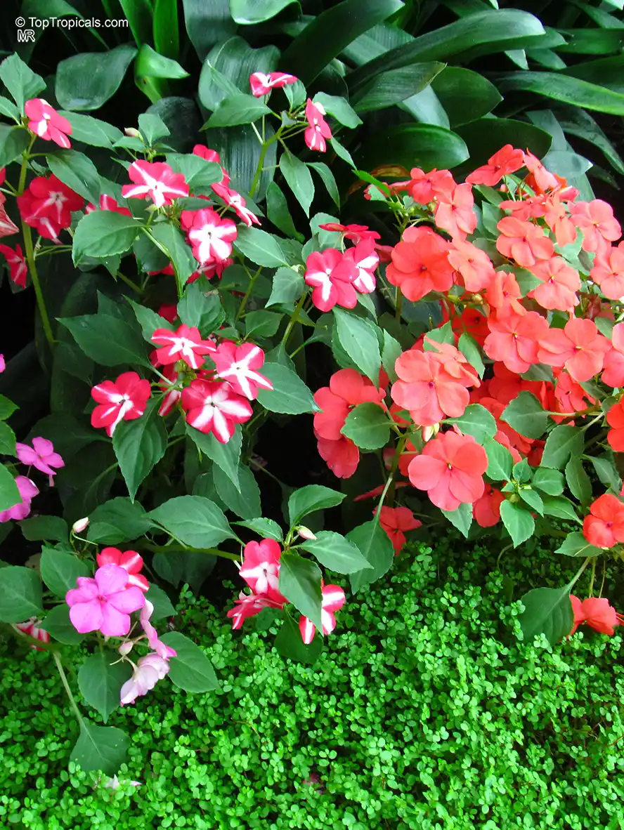 Impatiens