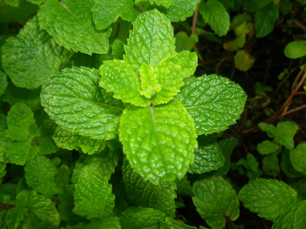 Spearmint