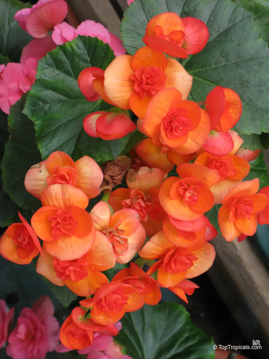 Begonias