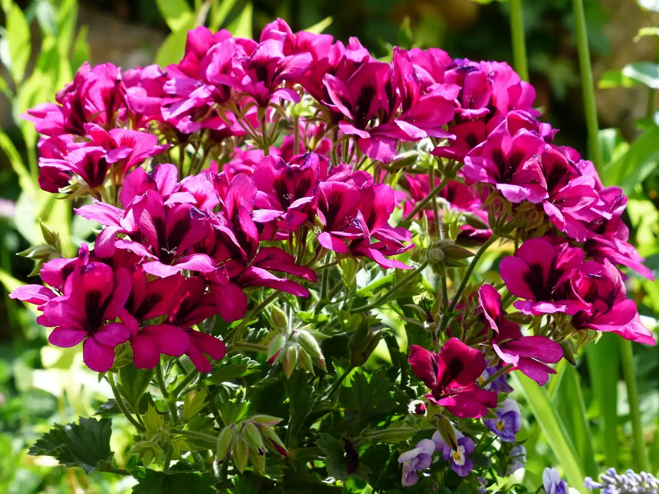 Geraniums