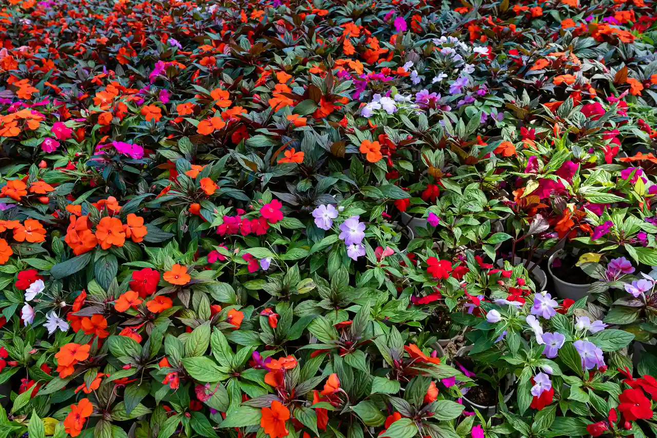 Impatiens
