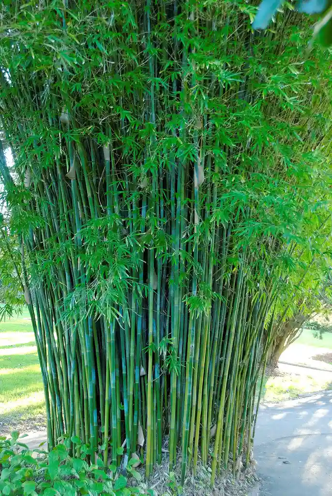 Bamboo Clumping