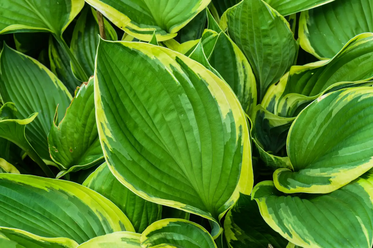 Hosta