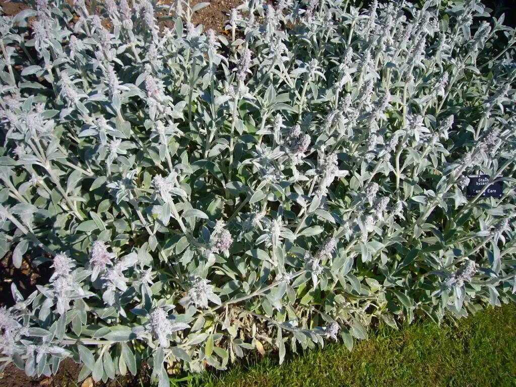Lamb's Ear