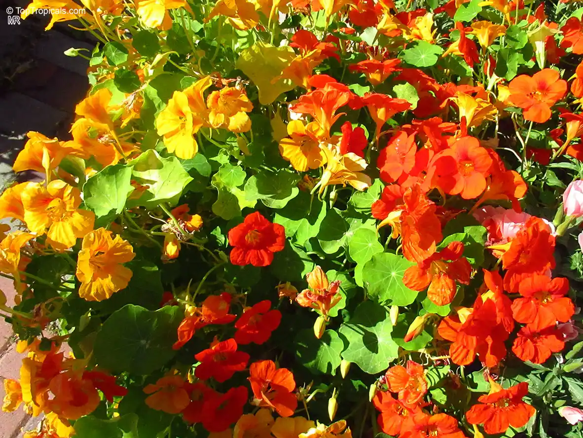 Nasturtiums