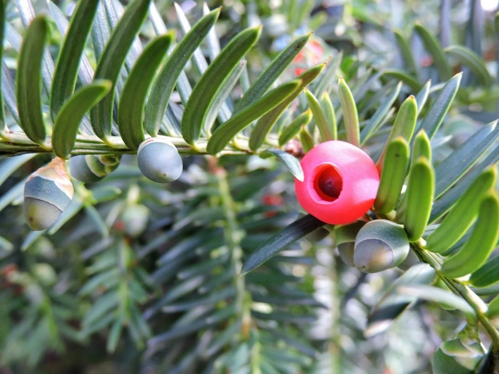 Yew (Taxus baccata)