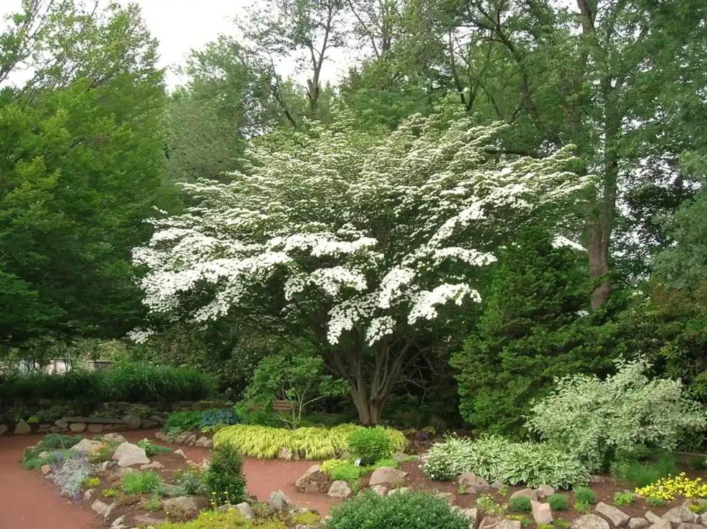 Kousa Dogwood