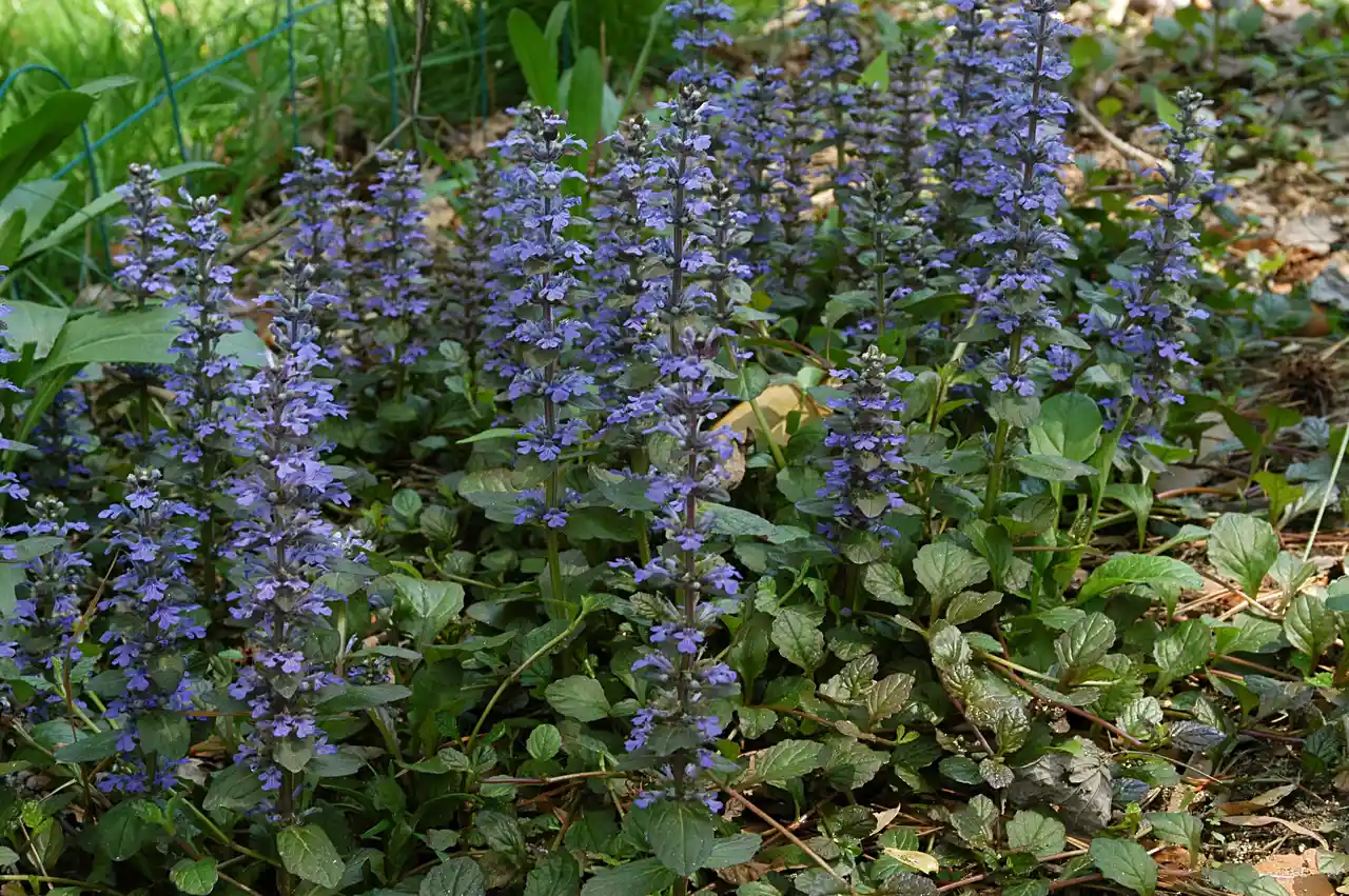 Ajuga