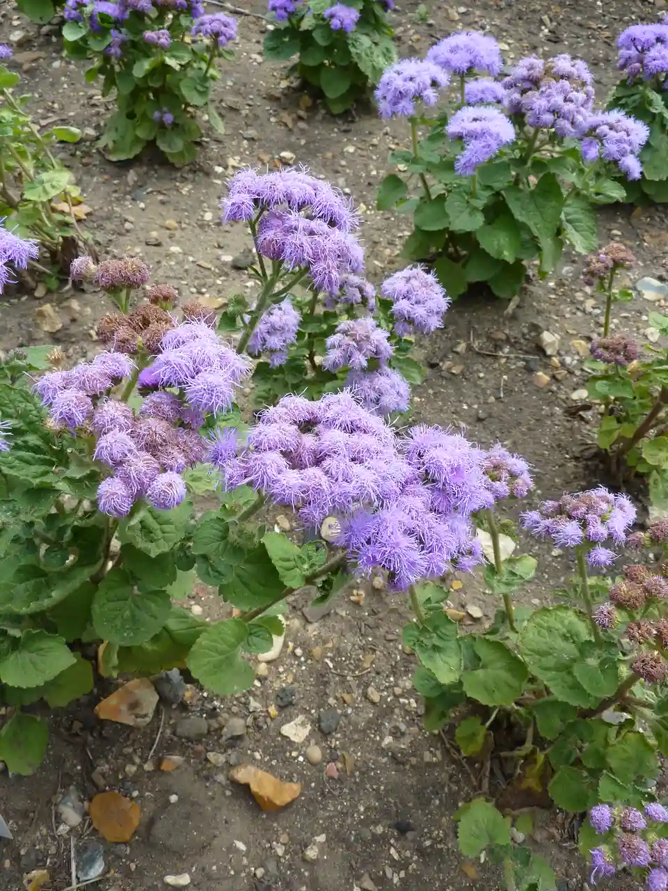Ageratum