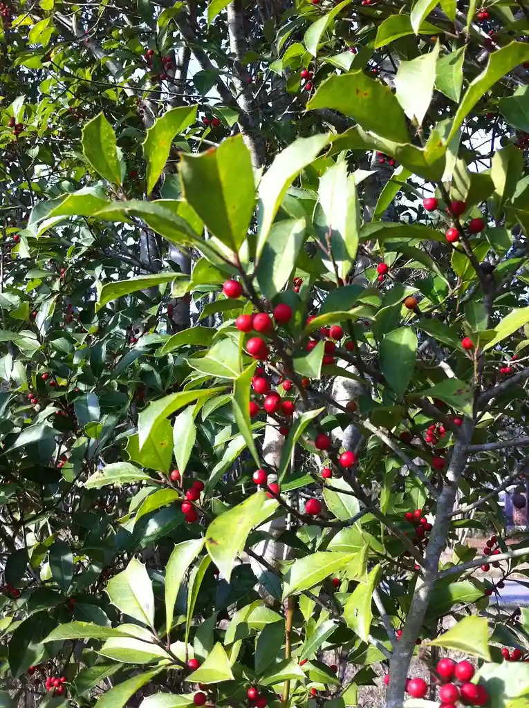 Nellie Stevens Holly