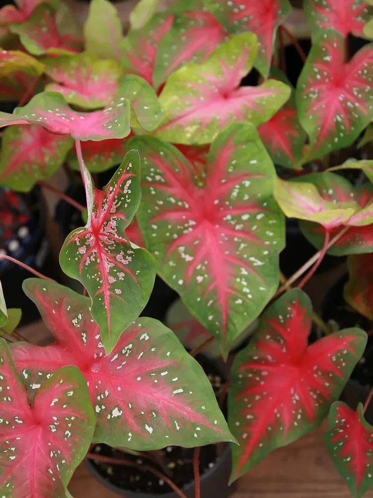 Caladium