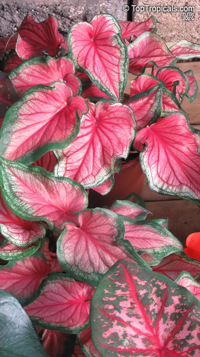 Caladium