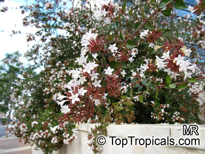 Abelia (Abelia x grandiflora)