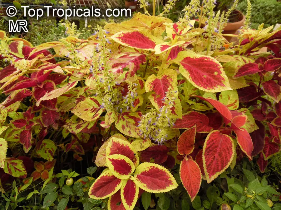 Coleus