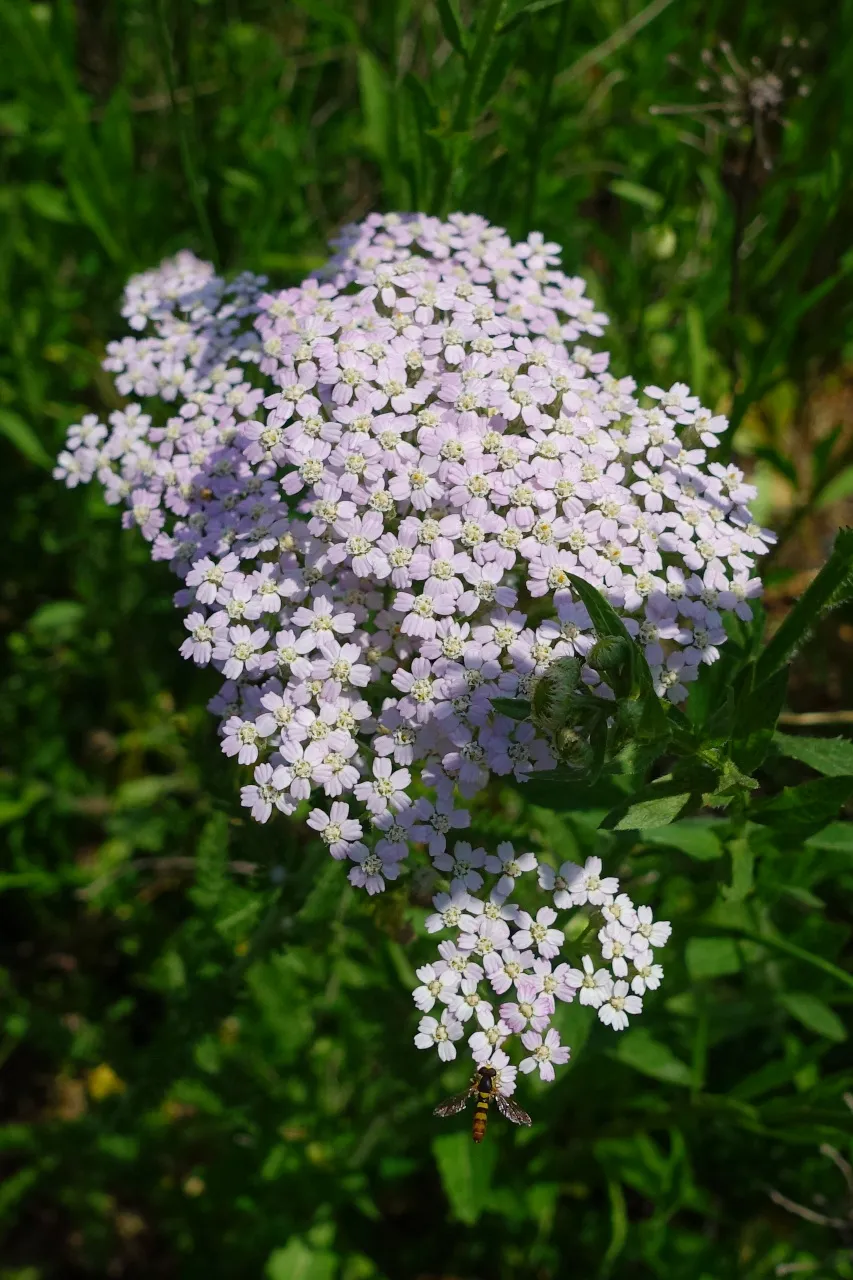 Yarrow