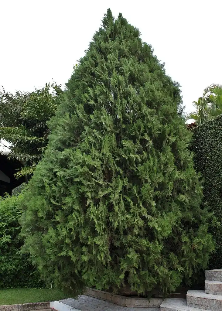 Murray Cypress