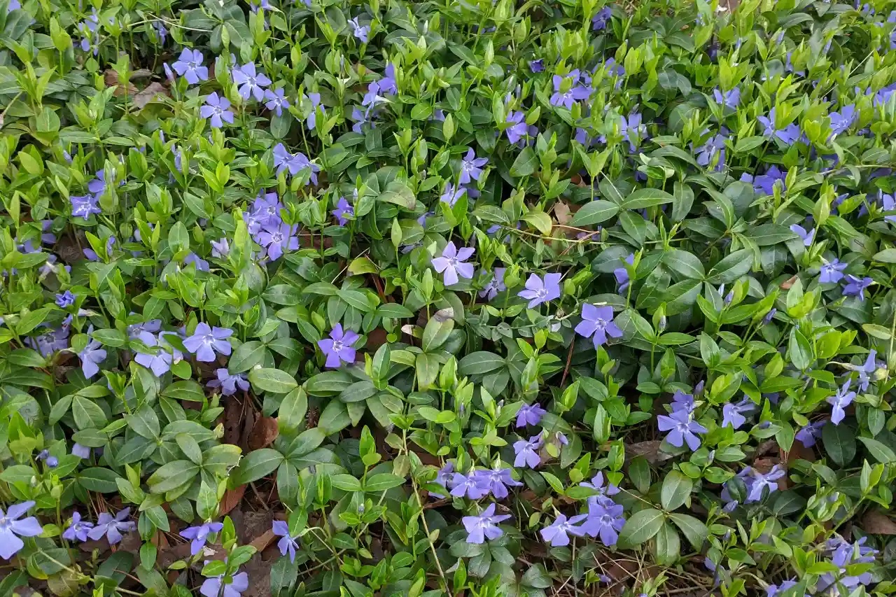 Vinca