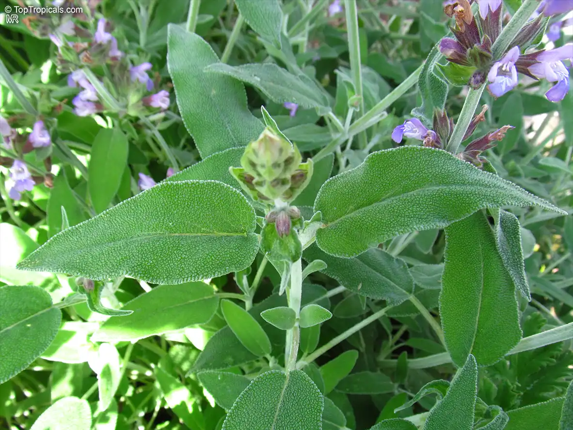 Sage (Salvia officinalis)