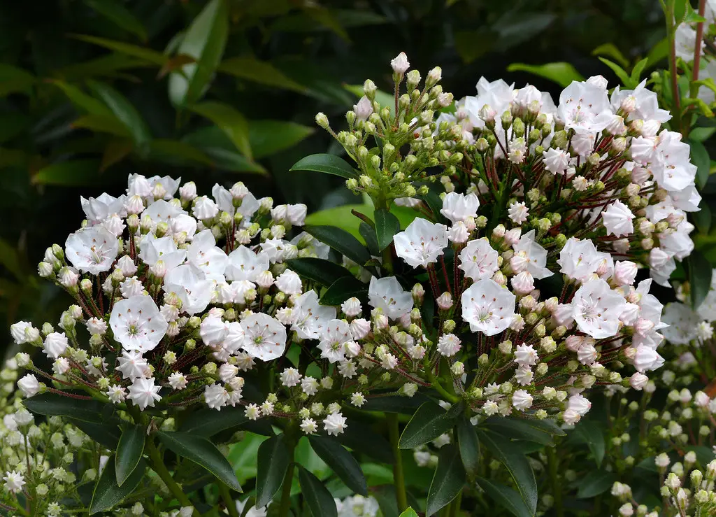 Mountain Laurel (Kalmia latifolia)