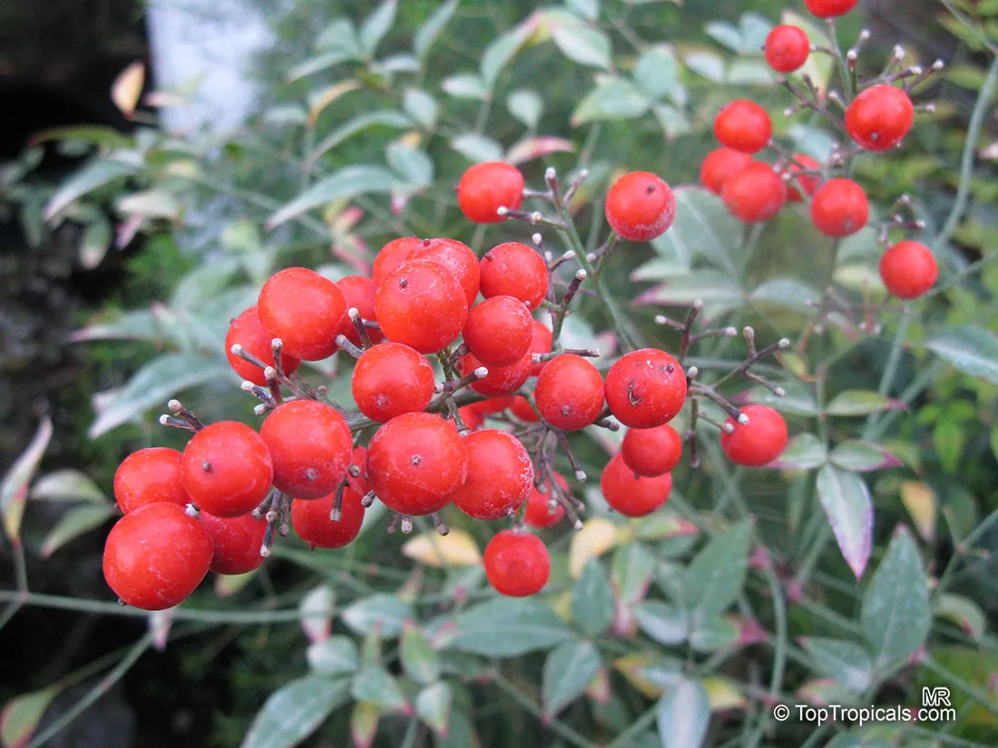 Nandina (Nandina domestica)