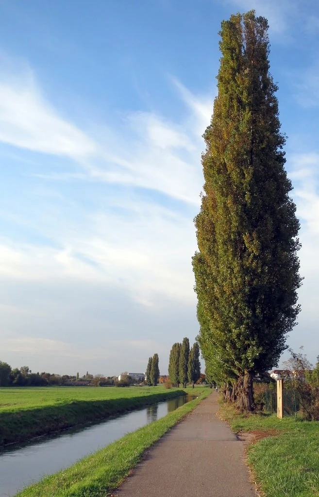 Lombardy Poplar