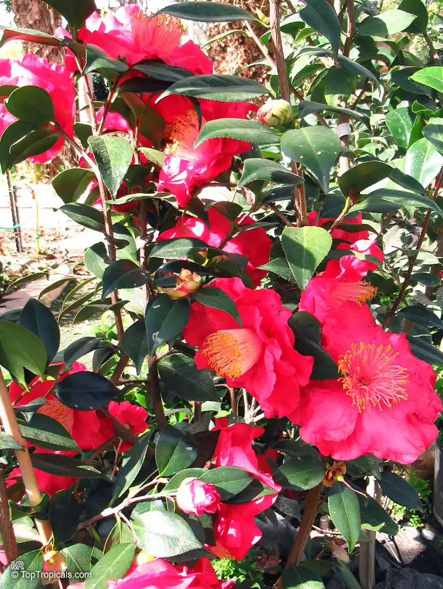 Camellia