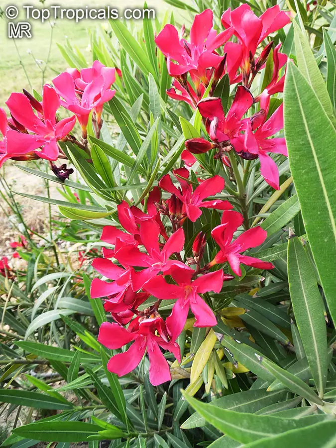 Oleander