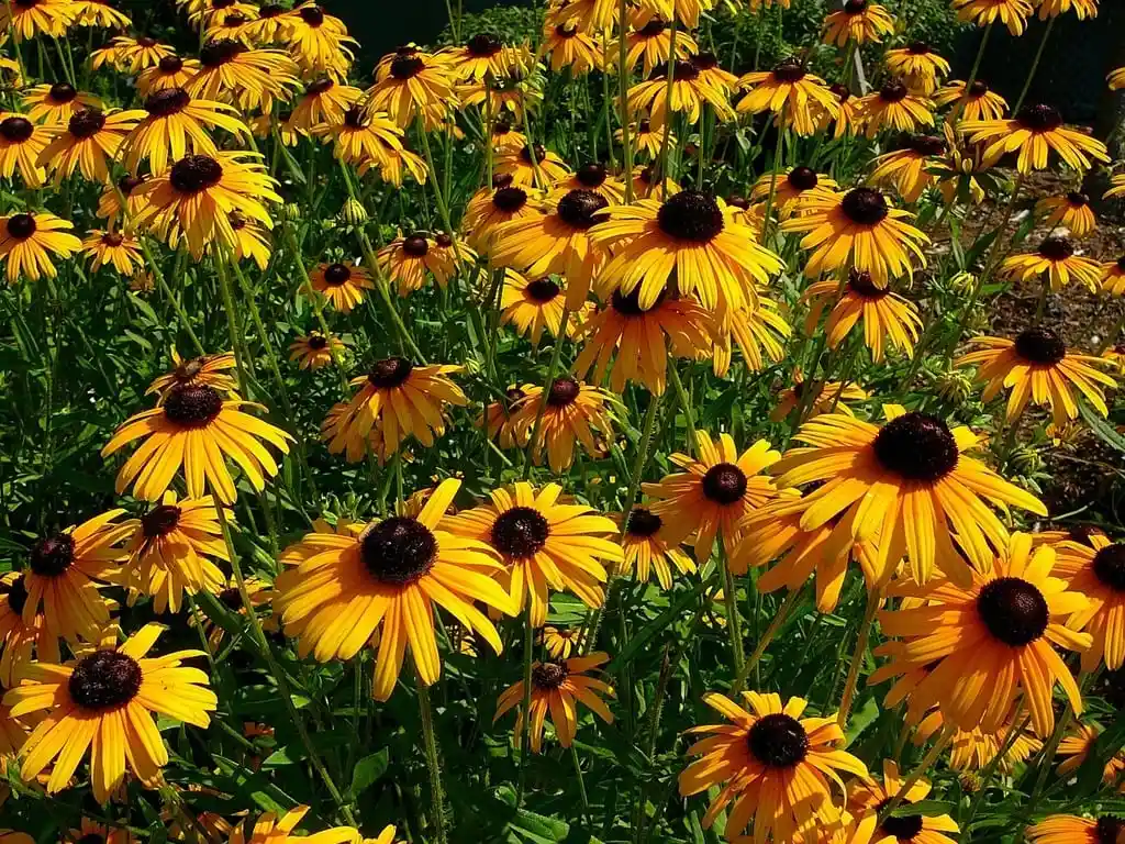 Black-eyed Susan