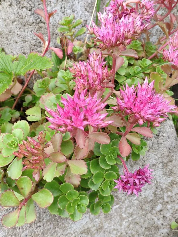 Sedum