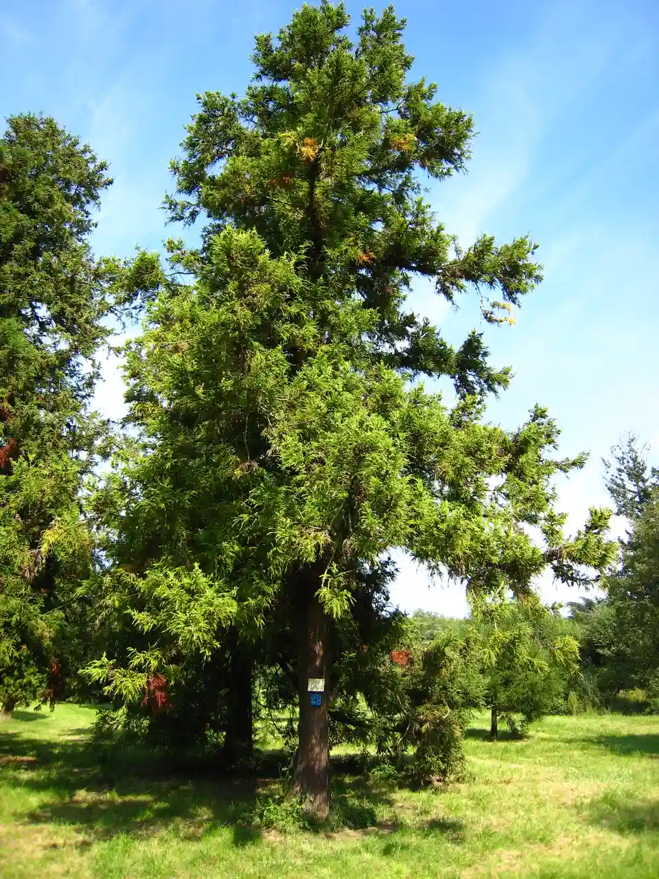 Cryptomeria japonica