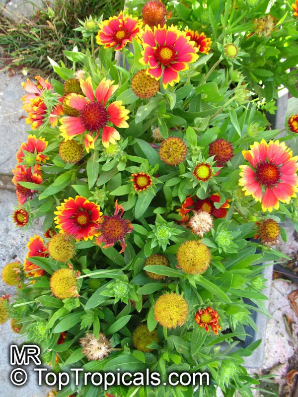 Blanket Flower