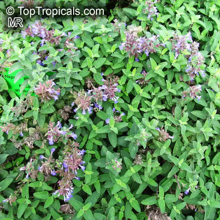 Catnip