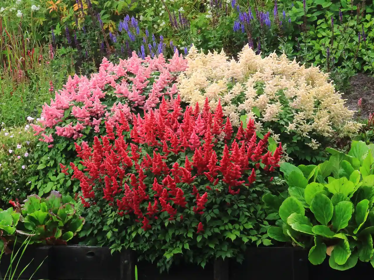 Astilbe