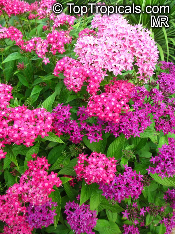 Pentas