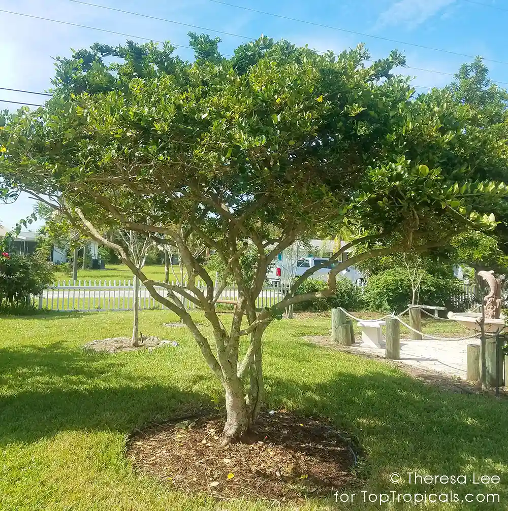 Privet (Ligustrum ovalifolium)