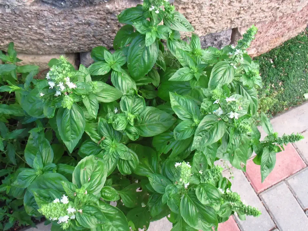 Basil