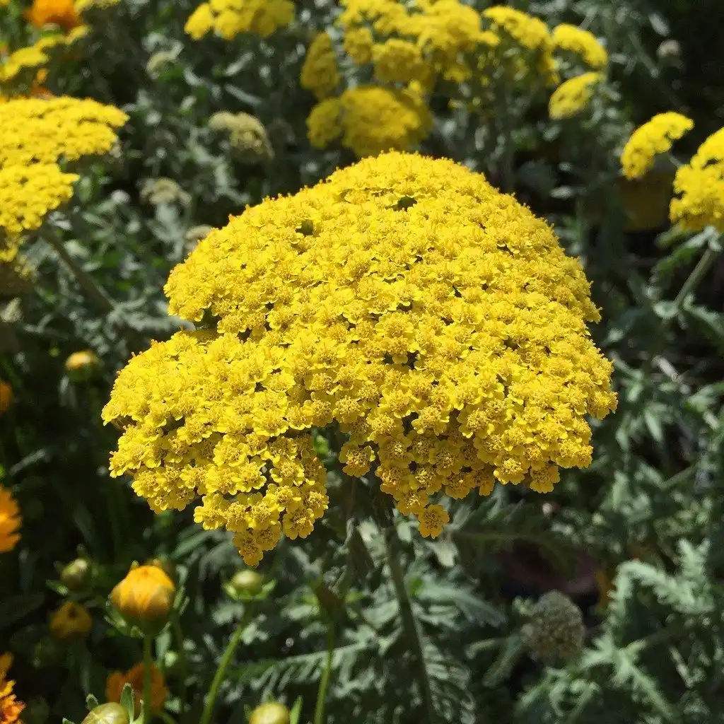 Yarrow