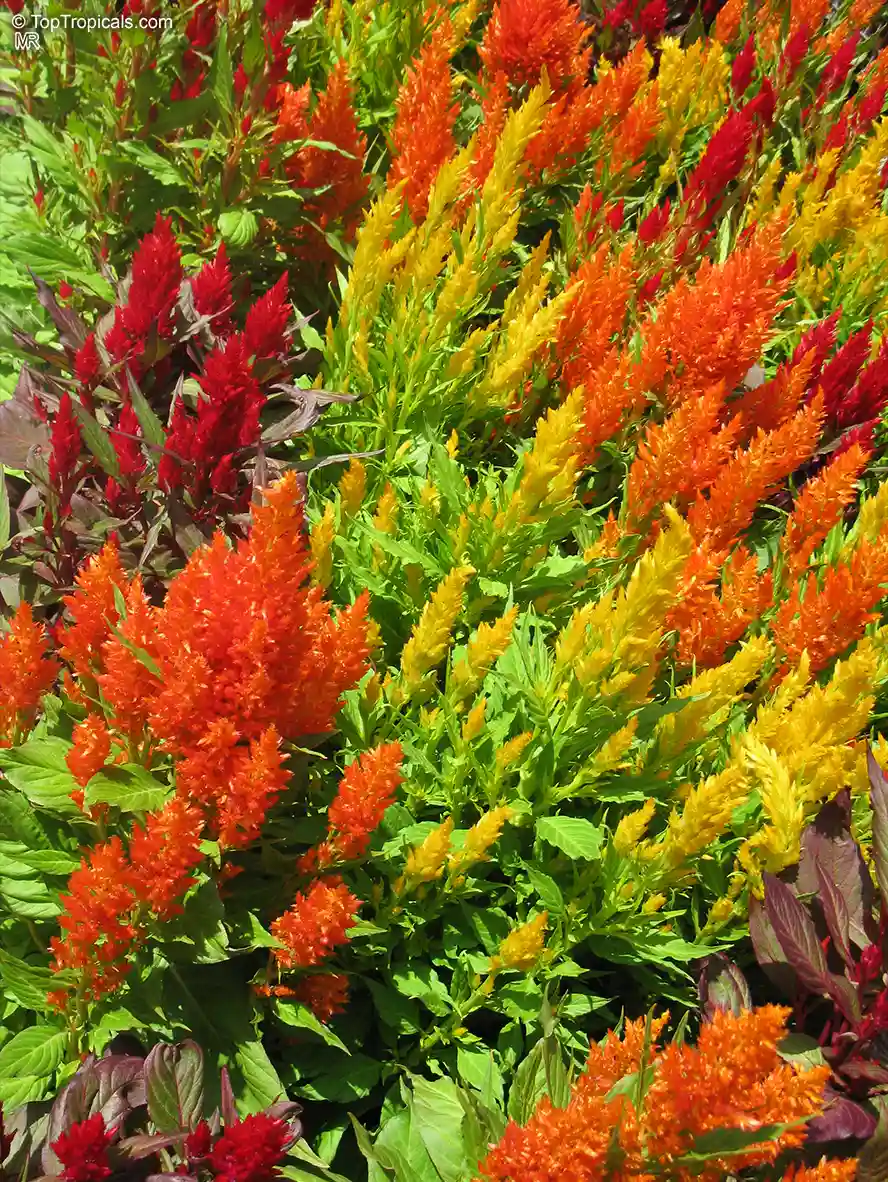 Celosia