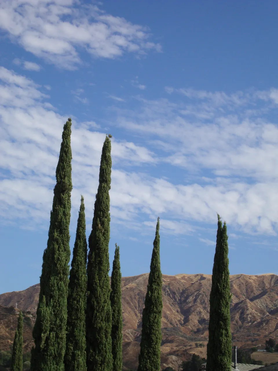 Italian Cypress