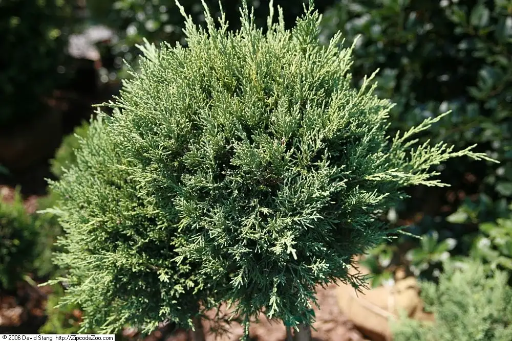 Juniper (Juniperus chinensis)